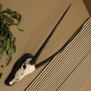 Oryx (Oryx gazella) Antilope Hornlänge 84 cm Spießbock Afrika Schädeltrophäe Trophäenschild Hörner fest