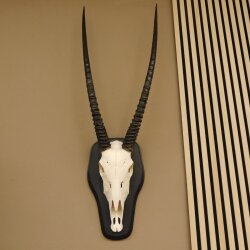 Oryx (Oryx gazella) Antilope Hornlänge 84 cm Spießbock Afrika Schädeltrophäe Trophäenschild Hörner fest