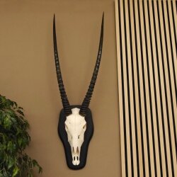 Oryx (Oryx gazella) Antilope Hornlänge 84 cm Spießbock Afrika Schädeltrophäe Trophäenschild Hörner fest