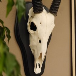 Oryx (Oryx gazella) Antilope Hornlänge 84 cm Spießbock Afrika Schädeltrophäe Trophäenschild Hörner fest