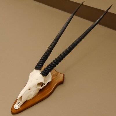 Oryx (Oryx gazella) Horn length 76 cm Antelope Spear buck Africa Skull trophy Horns fixed Trophy shield
