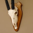 Oryx (Oryx gazella) Hornl&auml;nge 76 cm Antilope Spie&szlig;bock Afrika Sch&auml;deltroph&auml;e H&ouml;rner fest Troph&auml;enschild