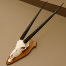 Oryx (Oryx gazella) Horn length 76 cm Antelope Spear buck Africa Skull trophy Horns fixed Trophy shield