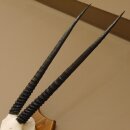 Oryx (Oryx gazella) Horn length 76 cm Antelope Spear buck Africa Skull trophy Horns fixed Trophy shield