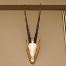 Oryx (Oryx gazella) Horn length 76 cm Antelope Spear buck Africa Skull trophy Horns fixed Trophy shield