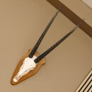 Oryx (Oryx gazella) Horn length 76 cm Antelope Spear buck Africa Skull trophy Horns fixed Trophy shield