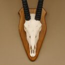 Oryx (Oryx gazella) Horn length 76 cm Antelope Spear buck Africa Skull trophy Horns fixed Trophy shield