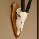 Oryx (Oryx gazella) Horn length 76 cm Antelope Spear buck Africa Skull trophy Horns fixed Trophy shield