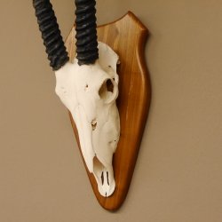 Oryx (Oryx gazella) Hornlänge 76 cm Antilope Spießbock Afrika Schädeltrophäe Hörner fest Trophäenschild