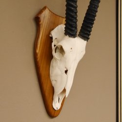 Oryx (Oryx gazella) Hornlänge 76 cm Antilope Spießbock Afrika Schädeltrophäe Hörner fest Trophäenschild