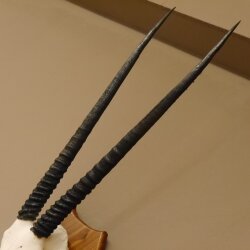 Oryx (Oryx gazella) Horn length 76 cm Antelope Spear buck Africa Skull trophy Horns fixed Trophy shield