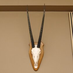 Oryx (Oryx gazella) Horn length 76 cm Antelope Spear buck Africa Skull trophy Horns fixed Trophy shield