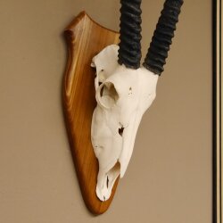 Oryx (Oryx gazella) Horn length 76 cm Antelope Spear buck Africa Skull trophy Horns fixed Trophy shield