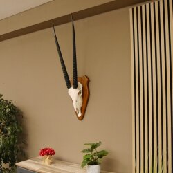 Oryx (Oryx gazella) Horn length 76 cm Antelope Spear buck Africa Skull trophy Horns fixed Trophy shield
