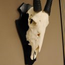 Oryx (Oryx gazella) Hornl&auml;nge 70 cm Antilope Spie&szlig;bock Afrika Sch&auml;deltroph&auml;e H&ouml;rner fest Schild