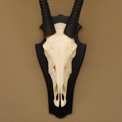 Oryx (Oryx gazella) Hornlänge 70 cm Antilope Spießbock Afrika Schädeltrophäe Hörner fest Schild