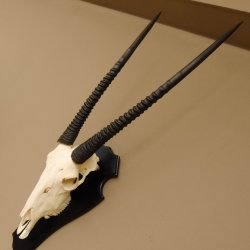 Oryx (Oryx gazella) Hornlänge 70 cm Antilope Spießbock Afrika Schädeltrophäe Hörner fest Schild