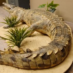 Krokodil Nilkrokodil Präparat mit Kopfpräparation mit Genehmigung zum Verkauf Länge 272 cm