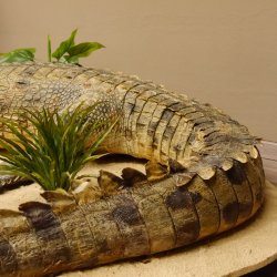 Krokodil Nilkrokodil Präparat mit Kopfpräparation mit Genehmigung zum Verkauf Länge 272 cm