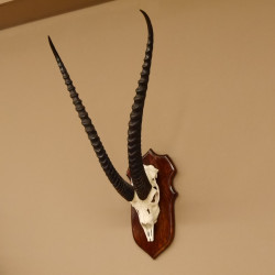 Grant Gazelle Schädeltrophäe Schädel HL 66,5 cm auf Trophäenschild Trophäe