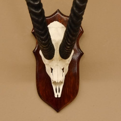 Grant Gazelle Schädeltrophäe Schädel HL 66,5 cm auf Trophäenschild Trophäe