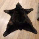 Schwarzbär Länge: 190 cm Fellvorleger Fell Kopfpräparation Krallen mit Genehmigung zum Verkauf 87.14.16