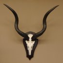 Kudu Antilope Hornlänge: 81 cm Schädeltrophäe Afrika Trophäe mit Trophäenschild 88.2.54