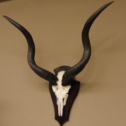 Kudu Antilope Hornlänge: 81 cm Schädeltrophäe Afrika Trophäe mit Trophäenschild 88.2.54