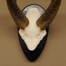 Buschbock Antilope Sch&auml;deltroph&auml;e Afrika Jagdtroph&auml;e HL 29 cm auf Troph&auml;enschild