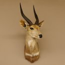 Buschbock Antilope Afrika Kopf Schulter Präparat Trophäe HL 41 cm 95.8.6
