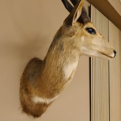 Buschbock Antilope Afrika Kopf Schulter Präparat Trophäe HL 41 cm 95.8.6