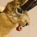 Wolpertinger Wolpi Hasenwolpi mit blaue Augen Gamsschlauch Hasenbock Präparat auf Trophäenschild