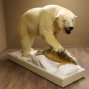 Eisbär mit Robbe Ganzpräparat Polarbär...