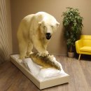 Eisbär mit Robbe Ganzpräparat Polarbär Bär Präparat Genehmigung zum Verkauf