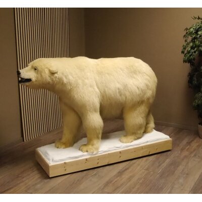 Eisbär Ganzpräparat Polarbär Bär Präparat mit Genehmigung zum Verkauf