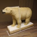 Eisbär Ganzpräparat Polarbär Bär...