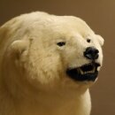 Eisbär Ganzpräparat Polarbär Bär Präparat mit Genehmigung zum Verkauf