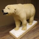 Eisbär Ganzpräparat Polarbär Bär Präparat mit Genehmigung zum Verkauf