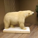 Eisbär Ganzpräparat Polarbär Bär Präparat mit Genehmigung zum Verkauf