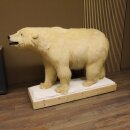 Eisbär Ganzpräparat Polarbär Bär Präparat mit Genehmigung zum Verkauf