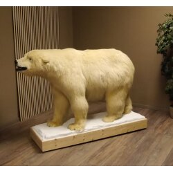 Eisbär Ganzpräparat Polarbär Bär Präparat mit Genehmigung zum Verkauf
