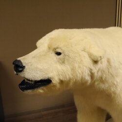 Eisbär Ganzpräparat Polarbär Bär Präparat mit Genehmigung zum Verkauf