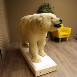 Eisbär Ganzpräparat Polarbär Bär Präparat mit Genehmigung zum Verkauf