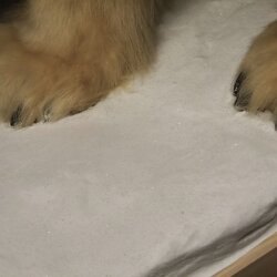 Eisbär Ganzpräparat Polarbär Bär Präparat mit Genehmigung zum Verkauf