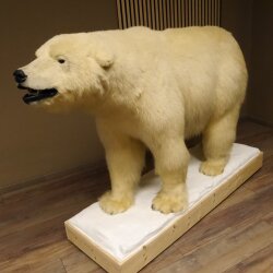 Eisbär Ganzpräparat Polarbär Bär Präparat mit Genehmigung zum Verkauf