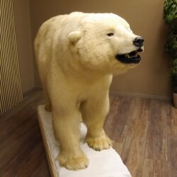 Eisbär Ganzpräparat Polarbär Bär Präparat mit Genehmigung zum Verkauf