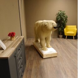 Eisbär Ganzpräparat Polarbär Bär Präparat mit Genehmigung zum Verkauf