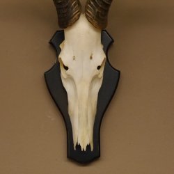 Hartebeest Kuhantilope HL 60 cm Schädeltrophäe Afrika Antilope Schädel Trophäe Trophäenschild 88.1.58
