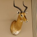 Impala Antilope Hornlänge 46 cm Afrika Kopf Schulter...