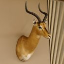 Impala Antilope Hornlänge 46 cm Afrika Kopf Schulter Präparat Trophäe 95.4.18